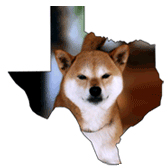 texasshiba.jpg